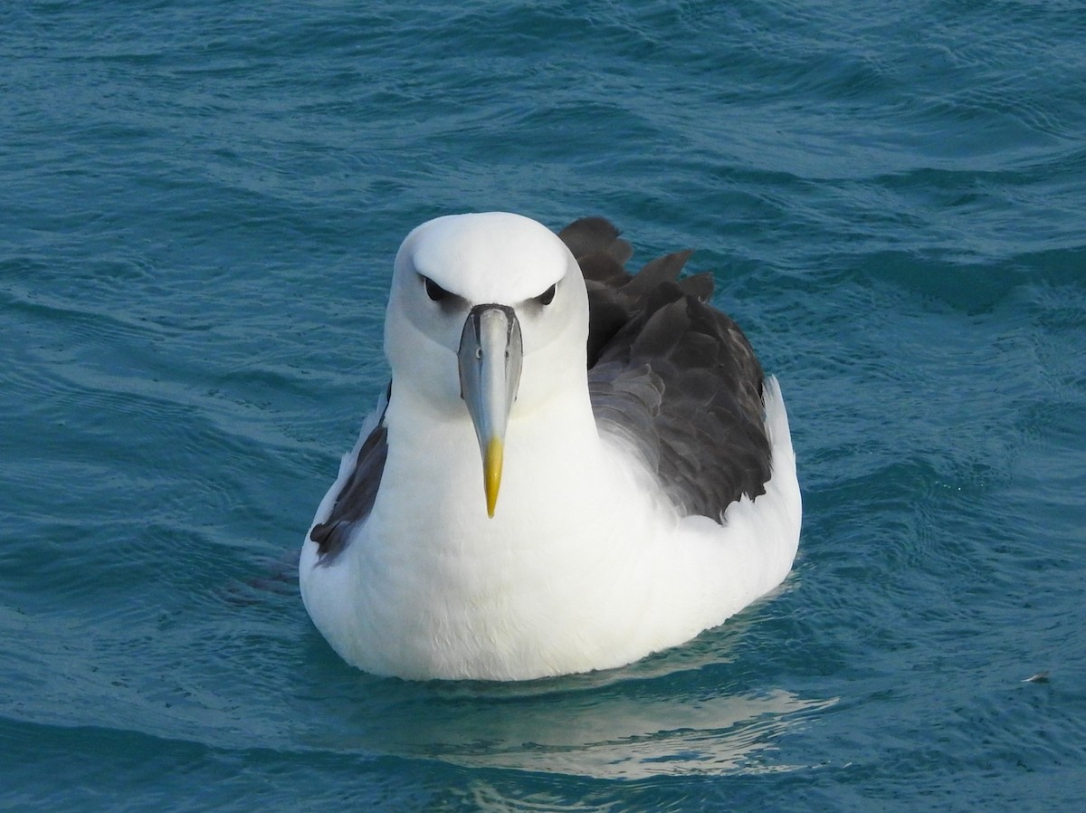 White-capped Albatross - ML619762068