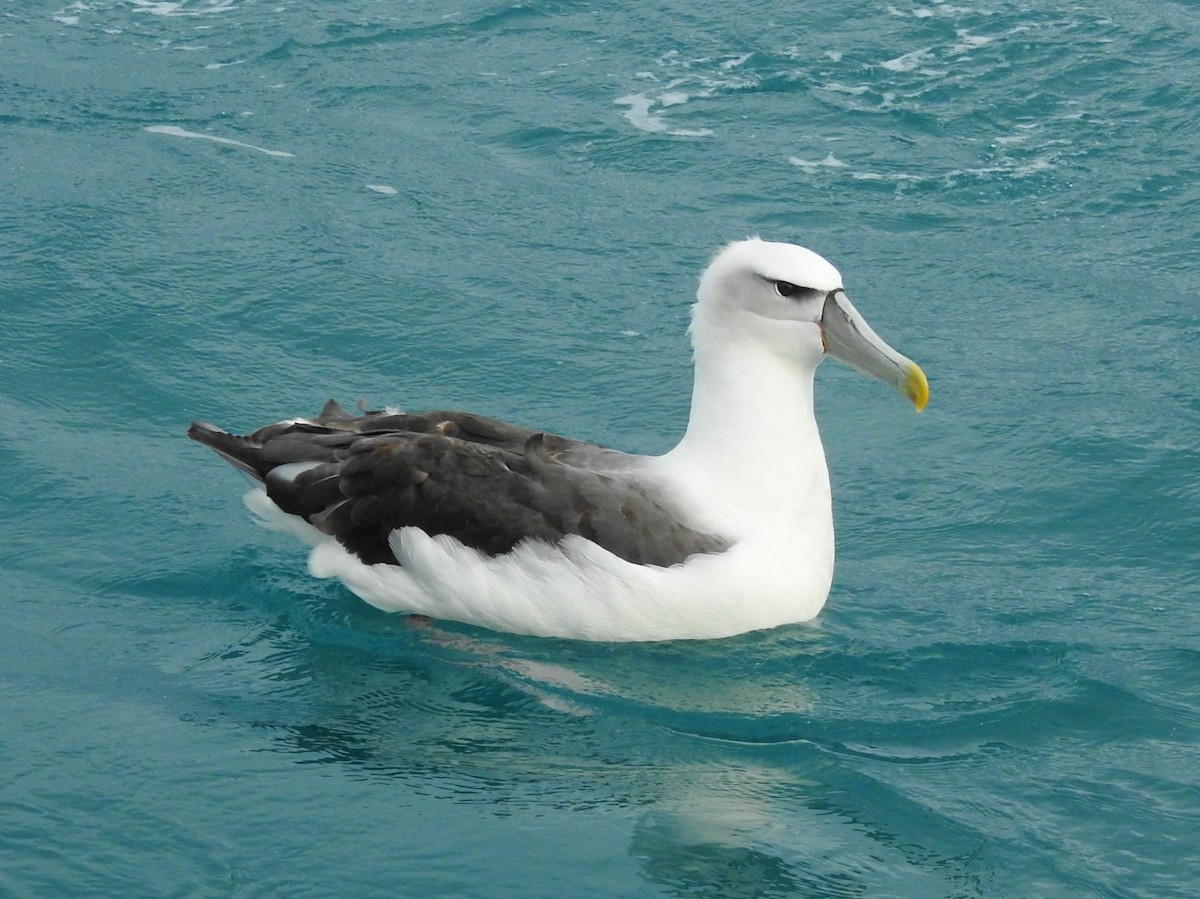 Белошапочный альбатрос - ML619762069