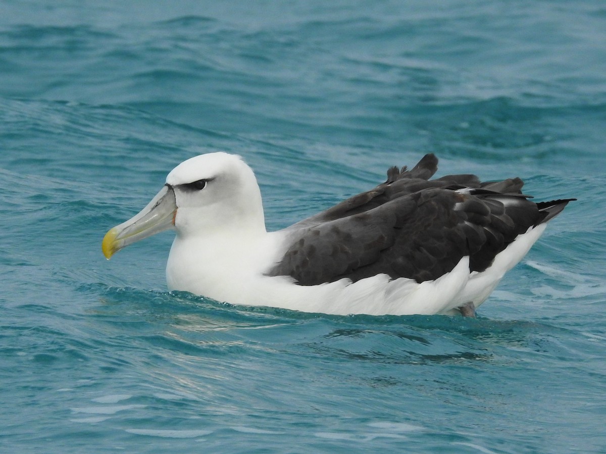 White-capped Albatross - ML619762070