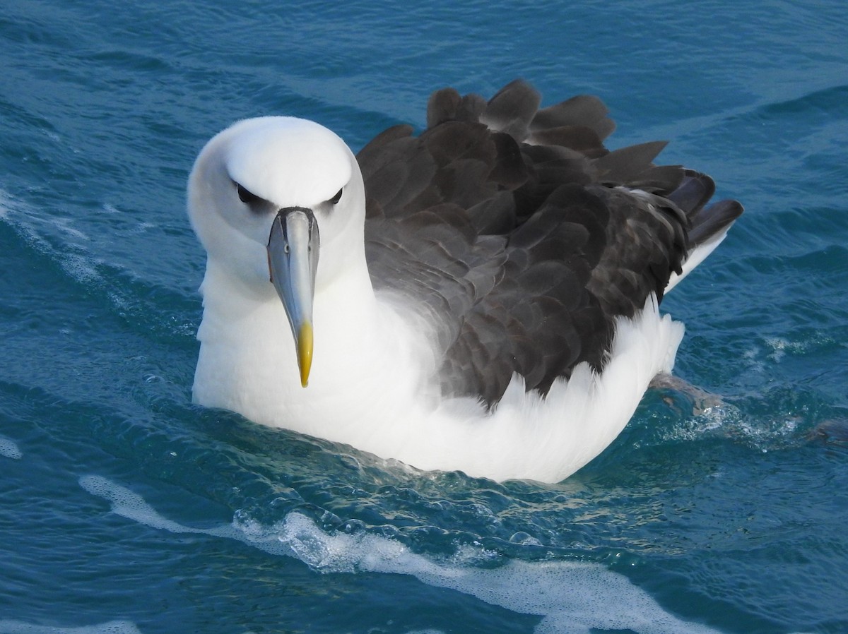 White-capped Albatross - ML619762071
