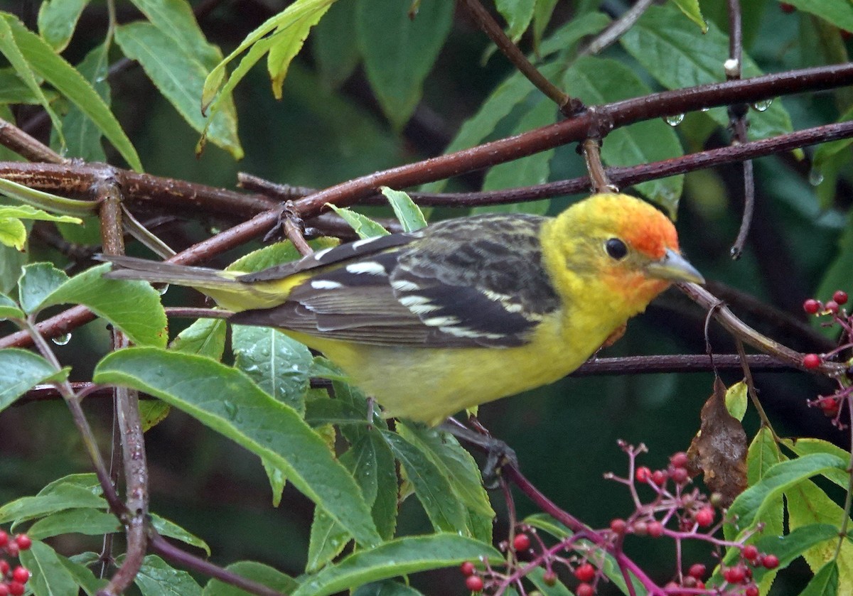 Western Tanager - ML619762118