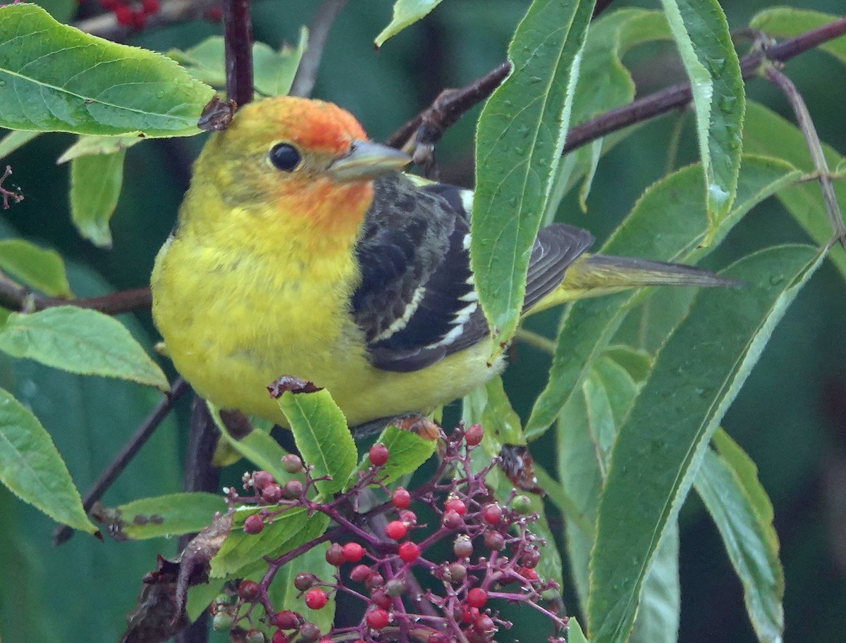 Western Tanager - ML619762119