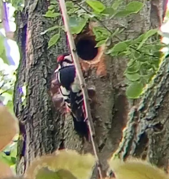 Great Spotted Woodpecker - ML619762121