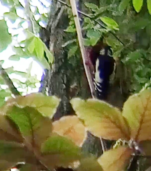 Great Spotted Woodpecker - ML619762123