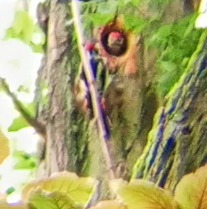 Great Spotted Woodpecker - ML619762125