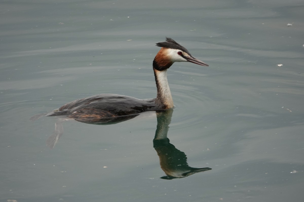 Great Crested Grebe - ML619762150