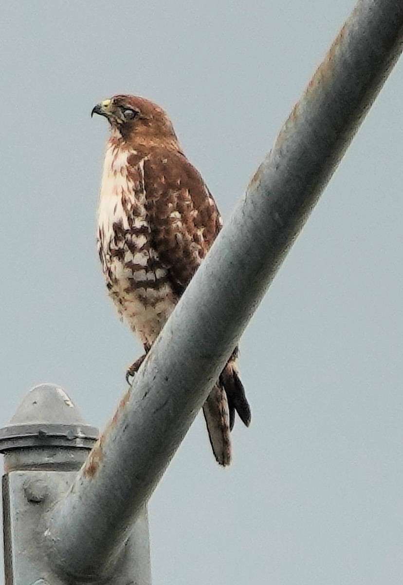 Red-tailed Hawk - ML619762151