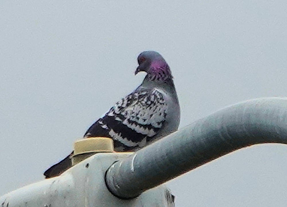 Pigeon biset (forme domestique) - ML619762173