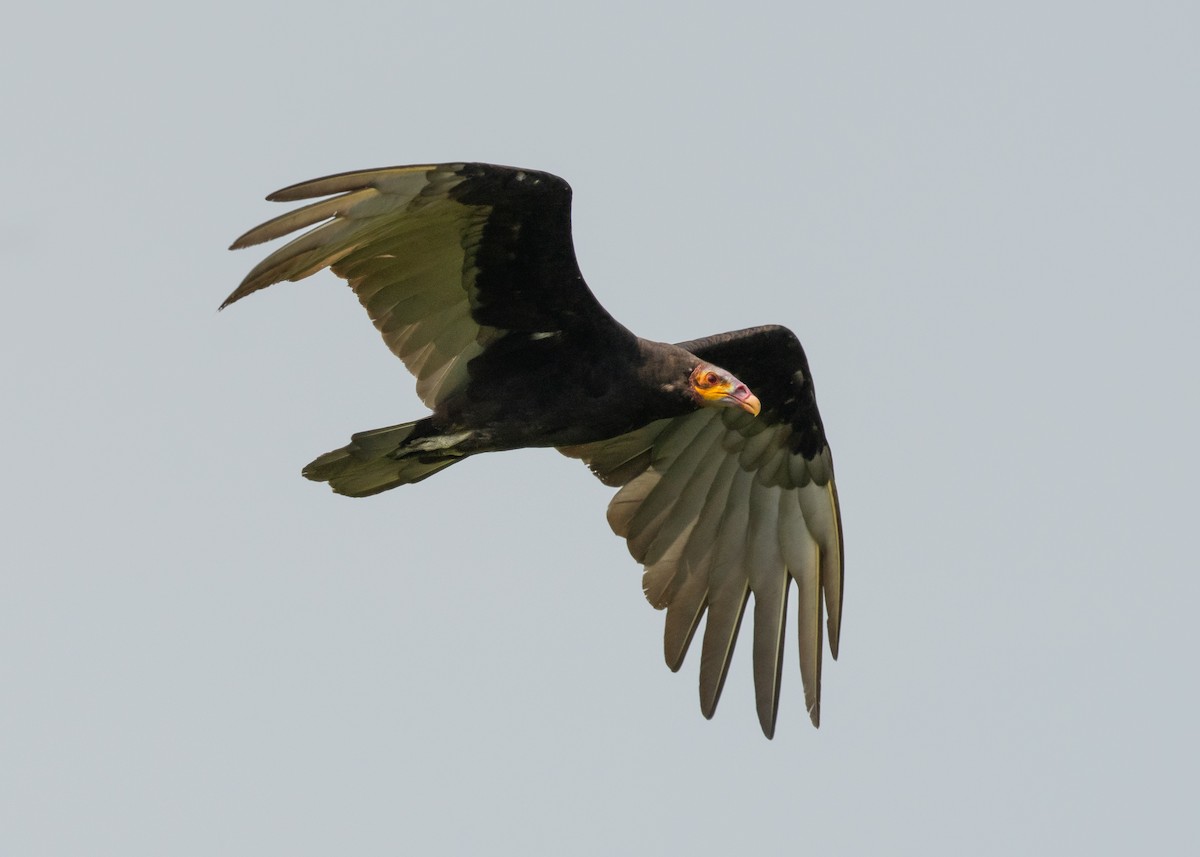 Lesser Yellow-headed Vulture - ML619762177