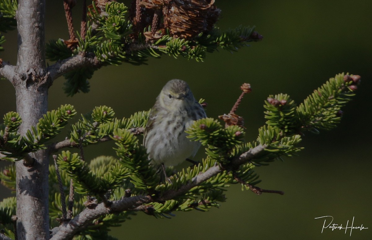 Cape May Warbler - ML619762223