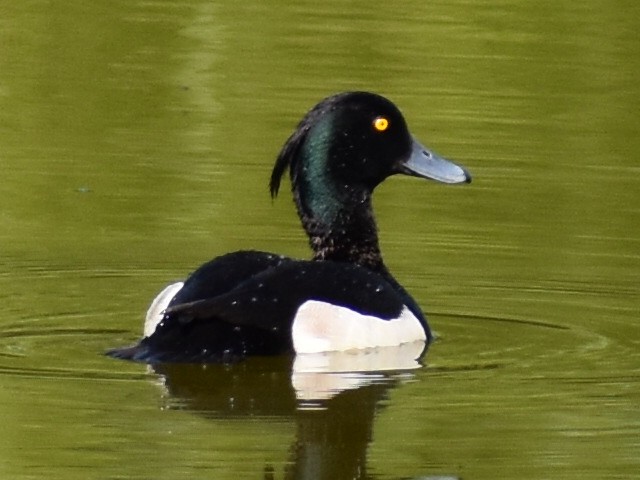 Tufted Duck - ML619762234