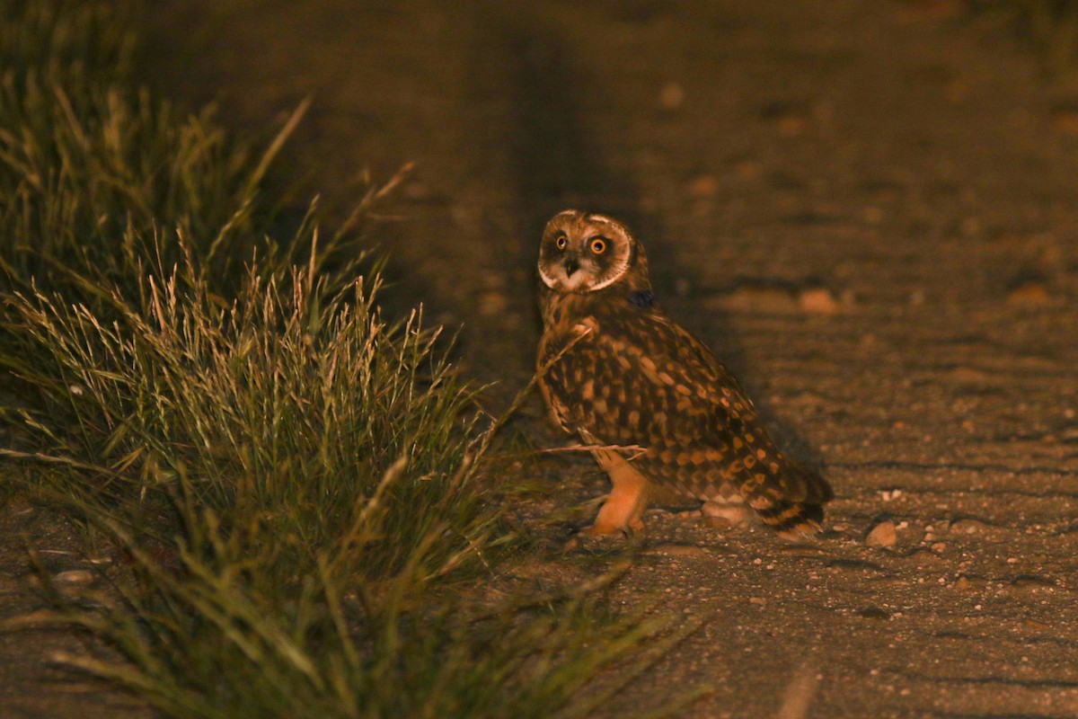 Short-eared Owl - ML619762244