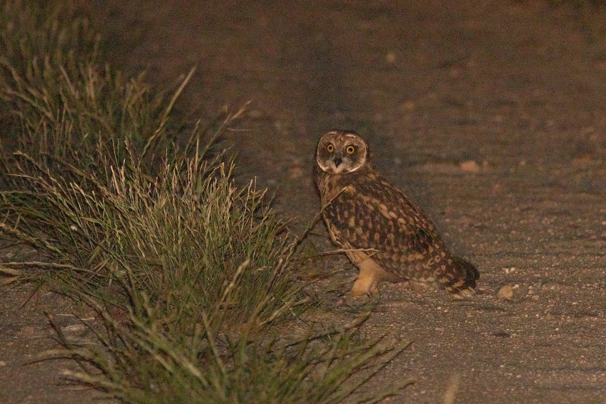 Short-eared Owl - ML619762245