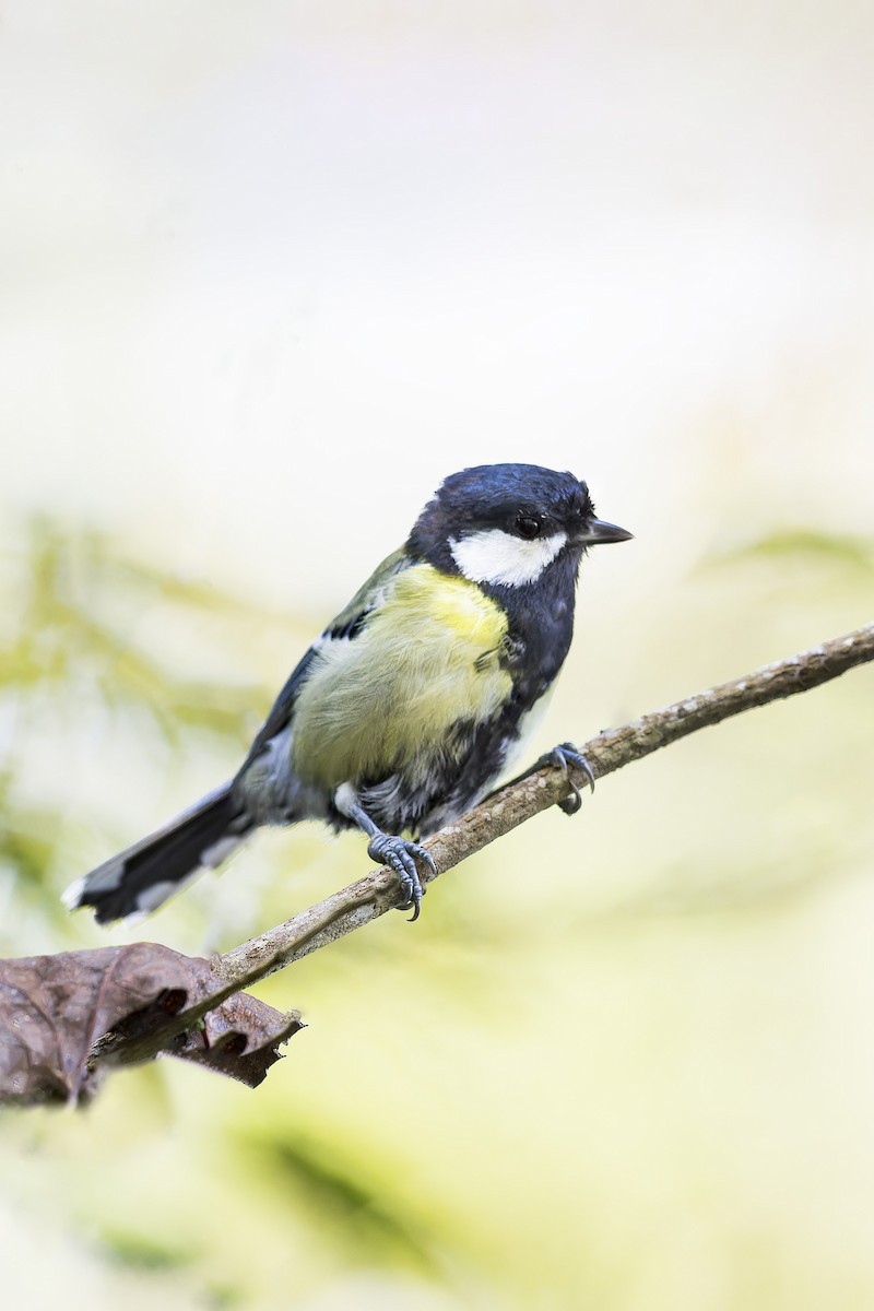 Green-backed Tit - ML619762251