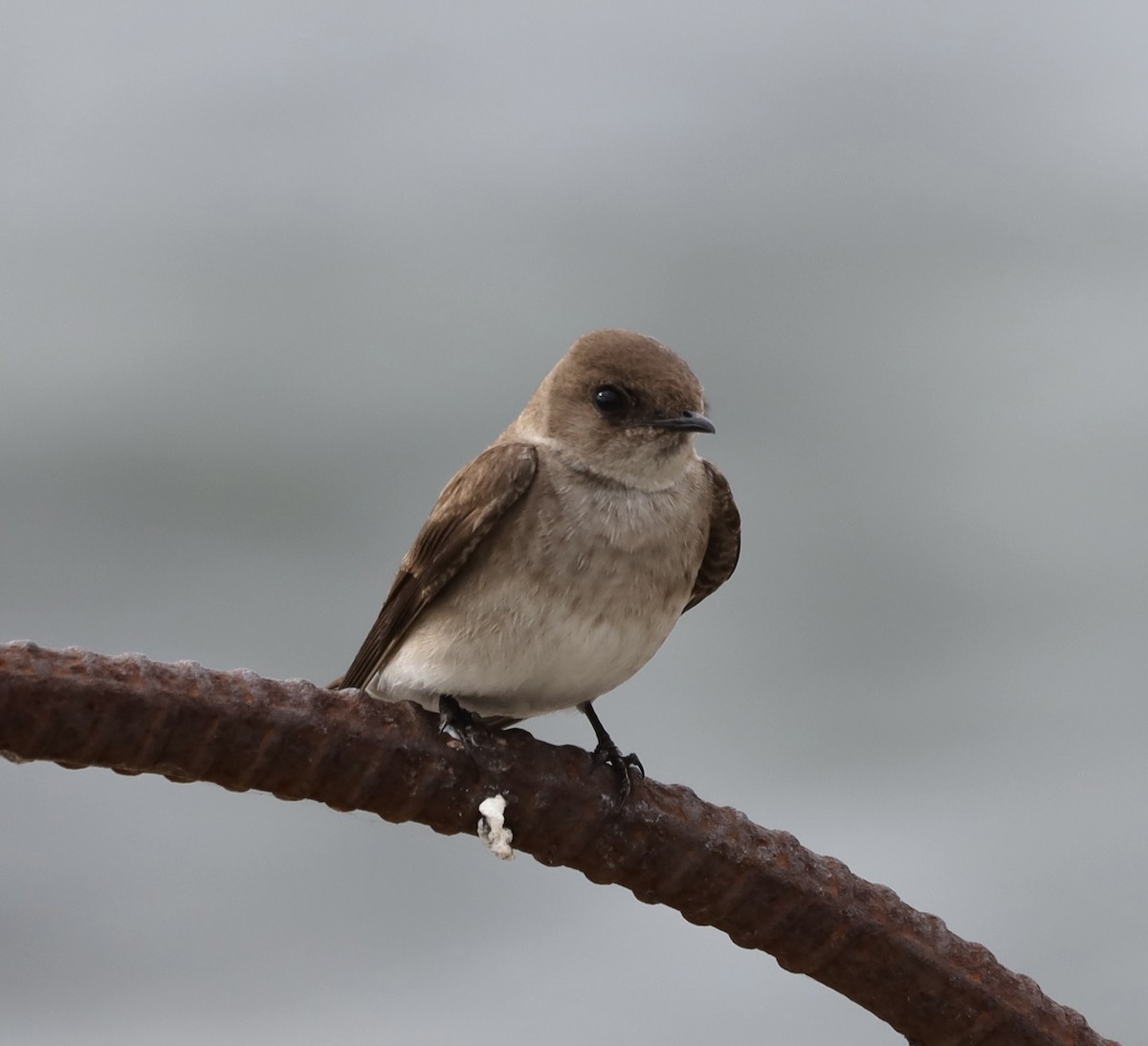 Northern Rough-winged Swallow - ML619762292