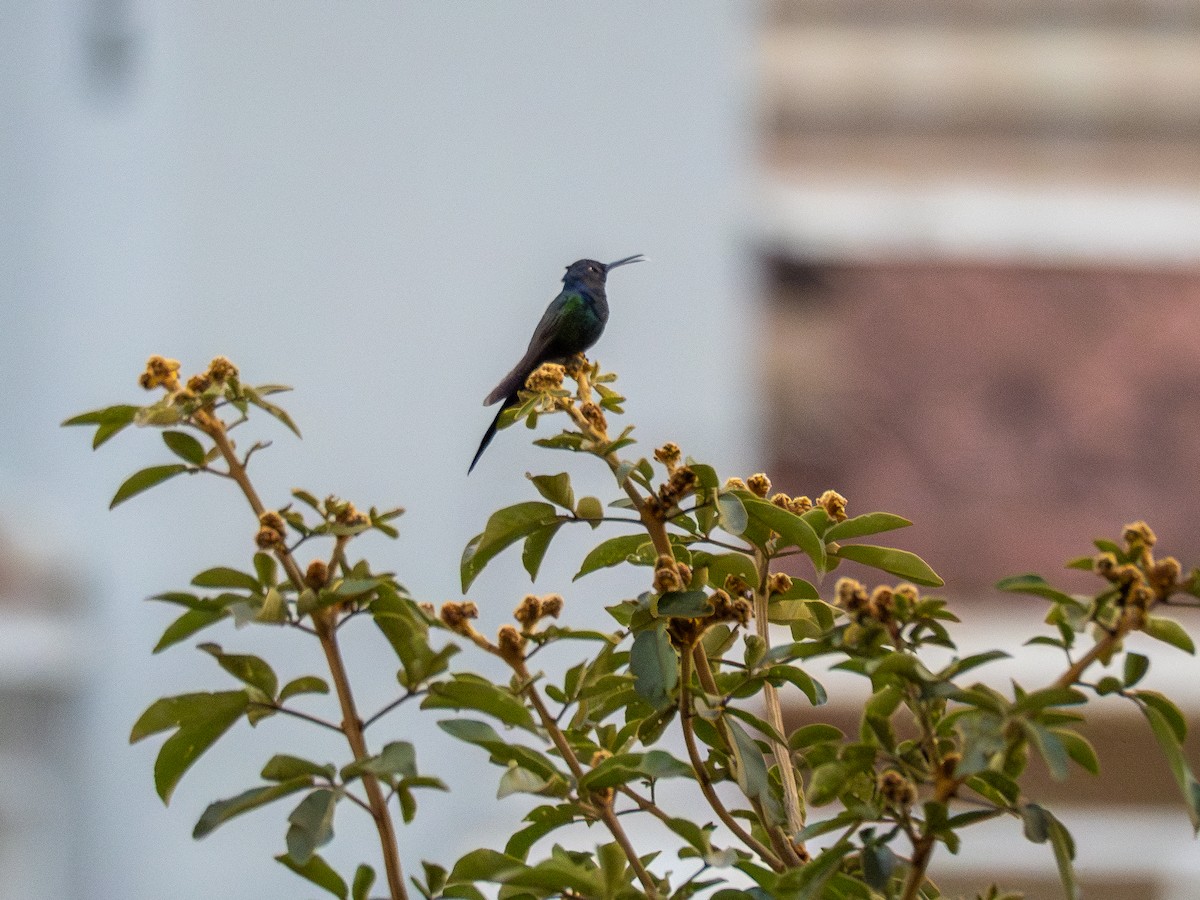Swallow-tailed Hummingbird - ML619762309