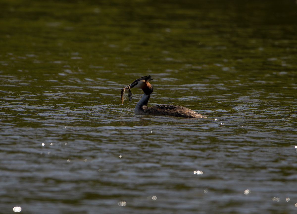 Great Crested Grebe - ML619762344