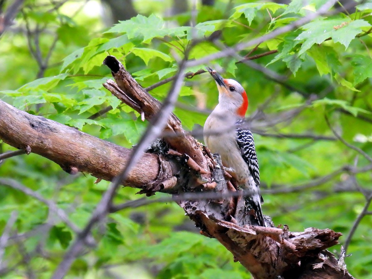 Red-bellied Woodpecker - ML619762357