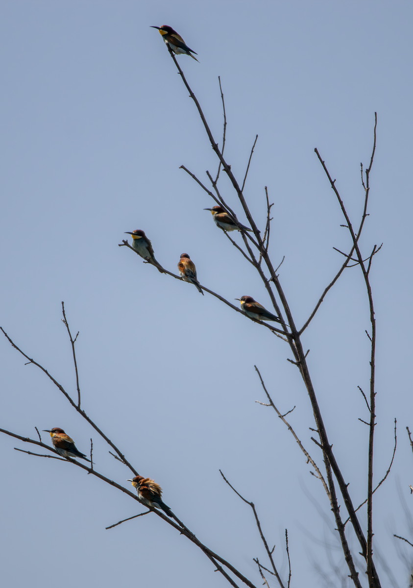 European Bee-eater - ML619762365