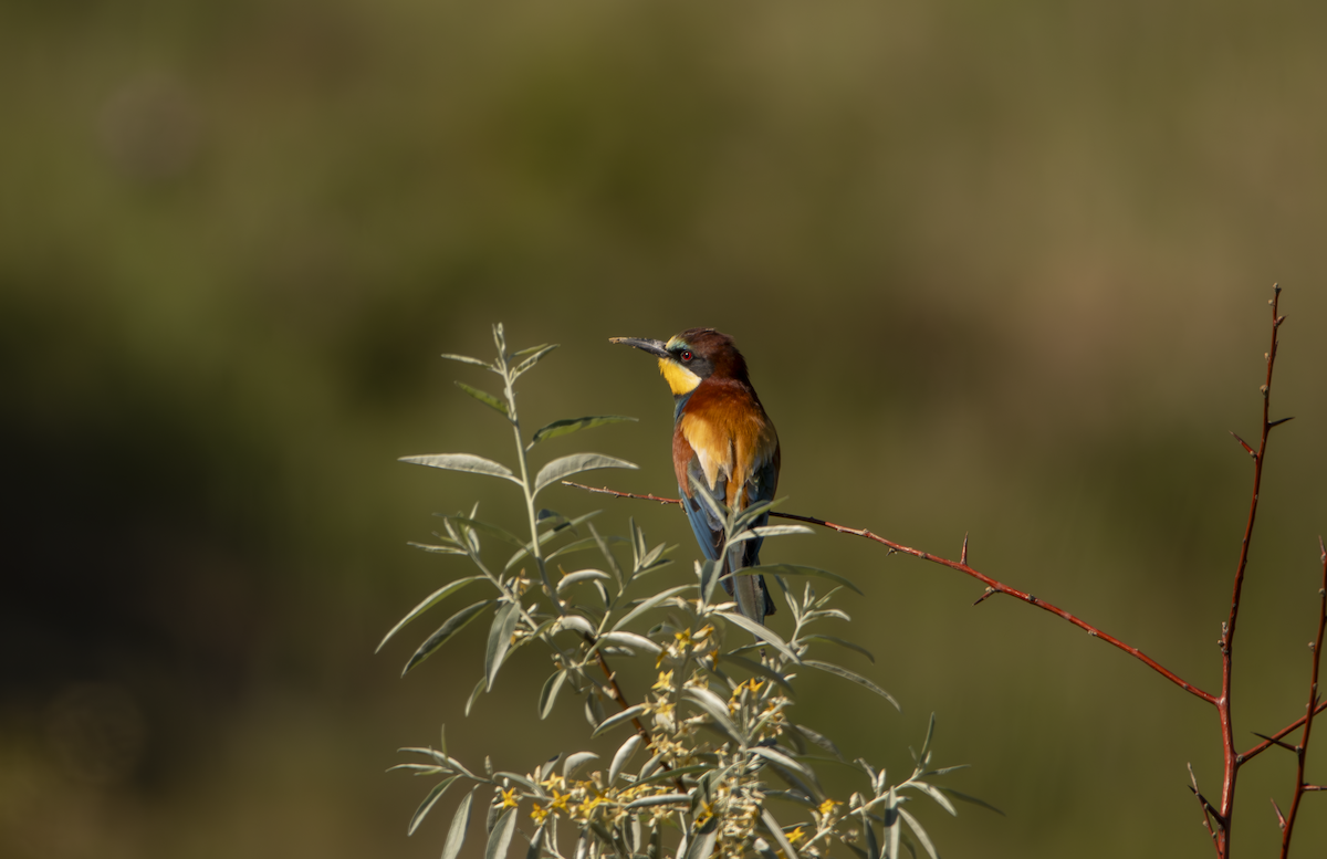 European Bee-eater - ML619762366