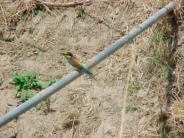 European Bee-eater - ML619762370