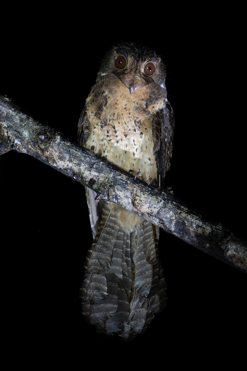 Moluccan Owlet-nightjar - ML619762373