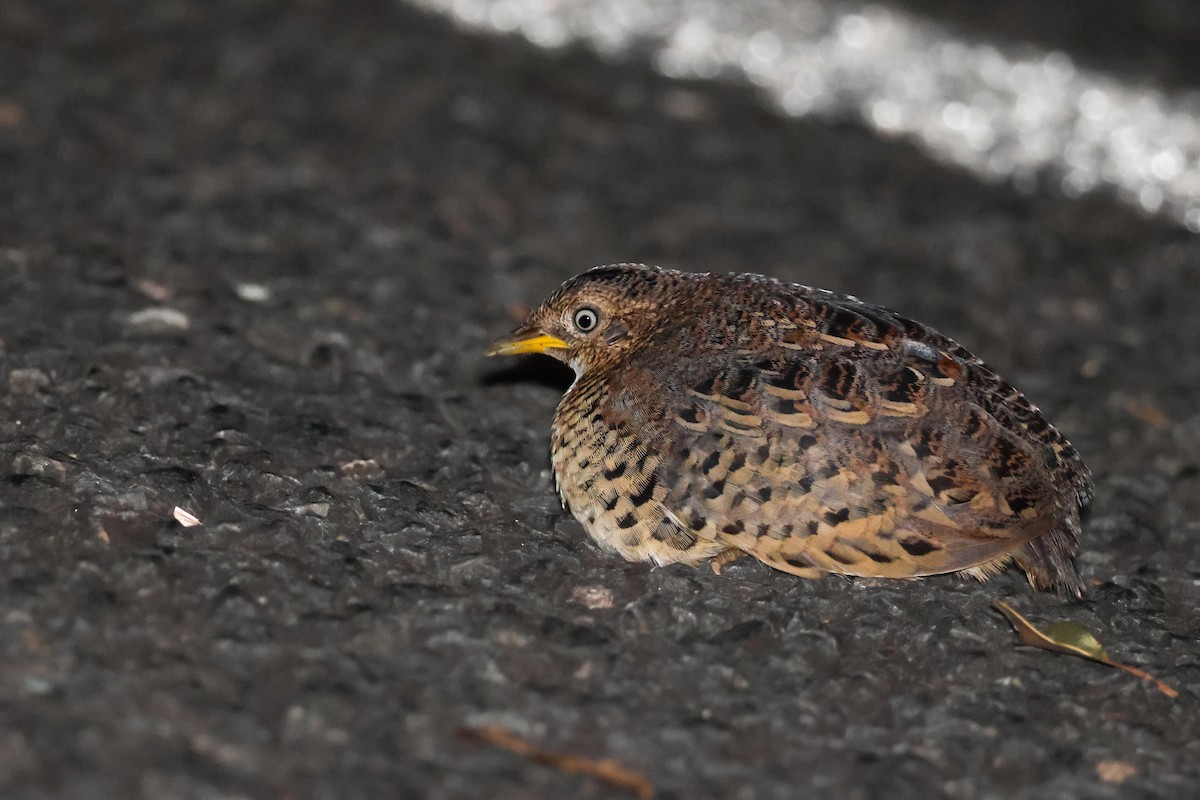 Red-backed Buttonquail - ML619762386