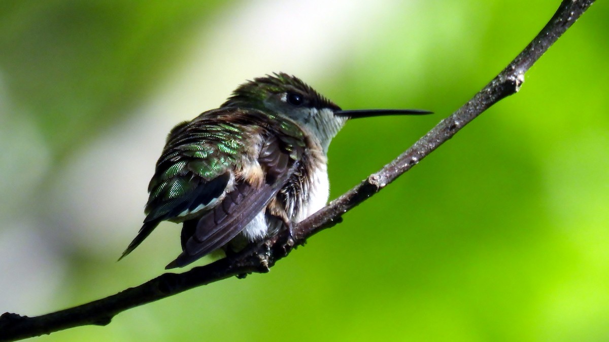 Ruby-throated Hummingbird - ML619762389