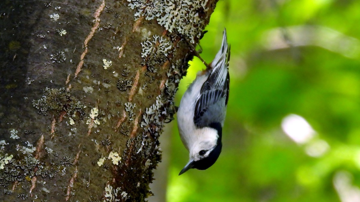 White-breasted Nuthatch - ML619762421