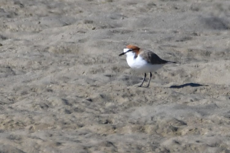Red-capped Plover - ML619762455