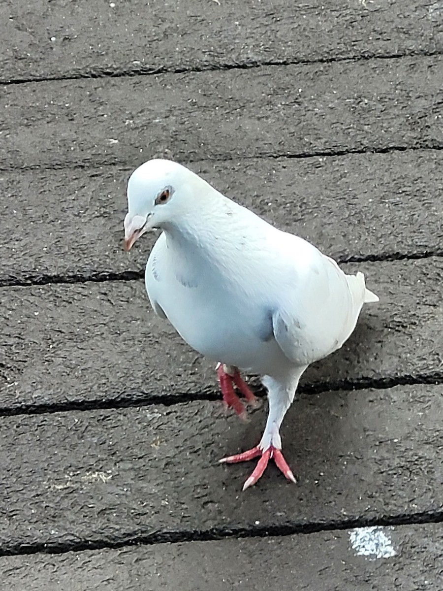 Сизый голубь (Одомашненного типа) - ML619762470