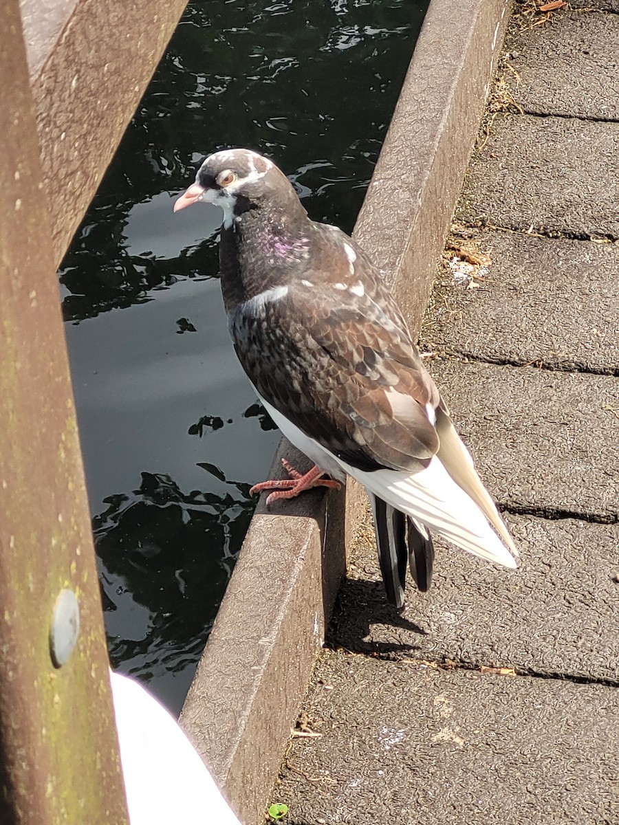 Rock Pigeon (Feral Pigeon) - ML619762471