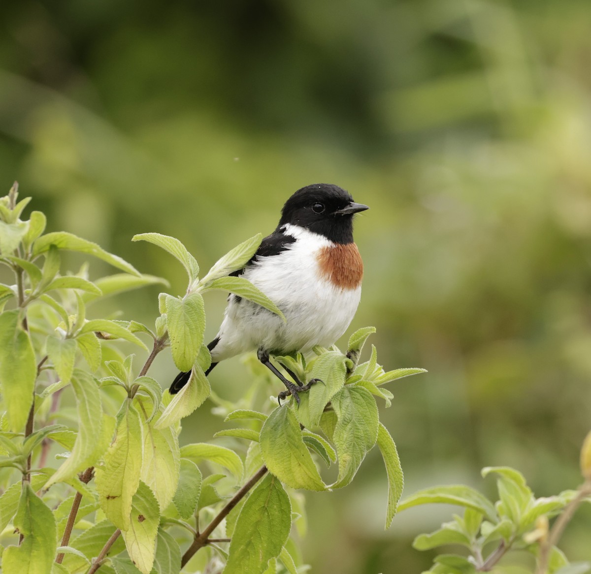 African Stonechat - ML619762535