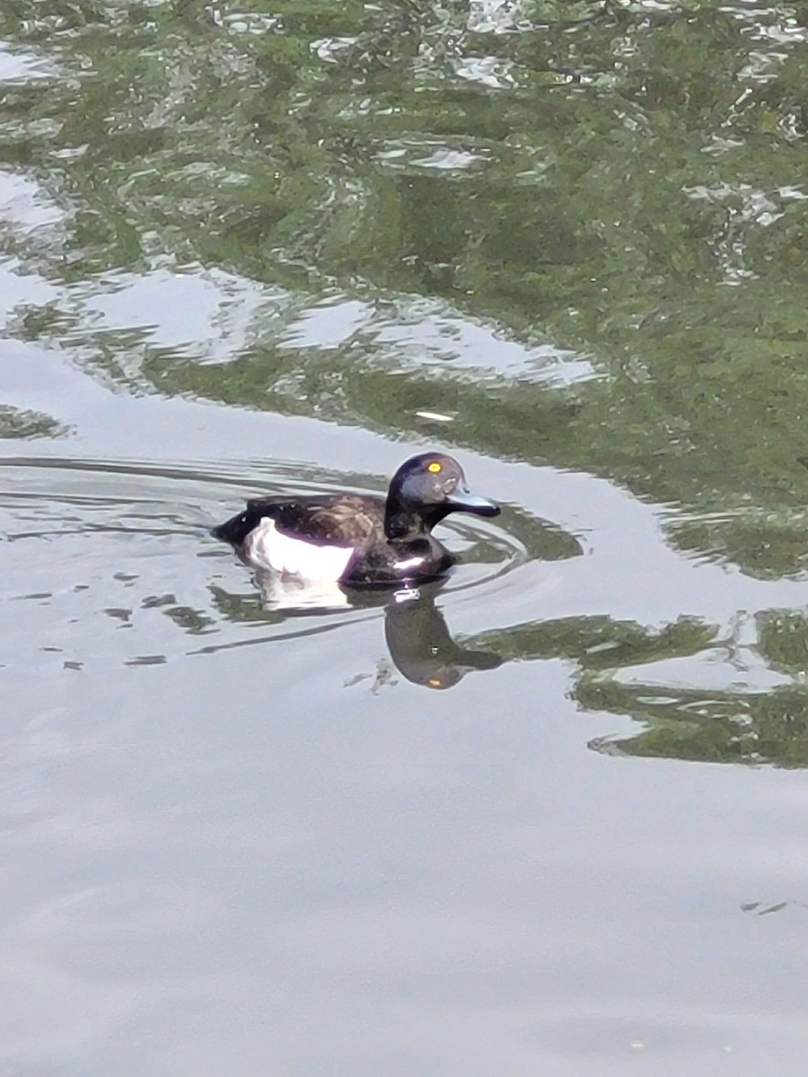 Tufted Duck - ML619762536