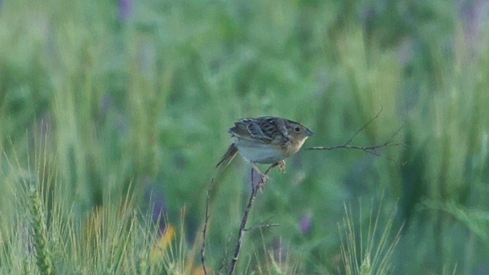 Grasshopper Sparrow - ML619762558