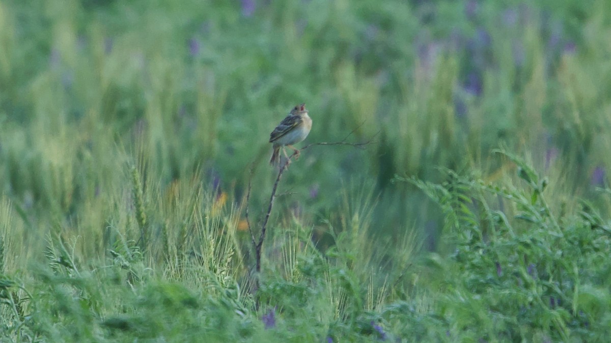 Grasshopper Sparrow - ML619762559