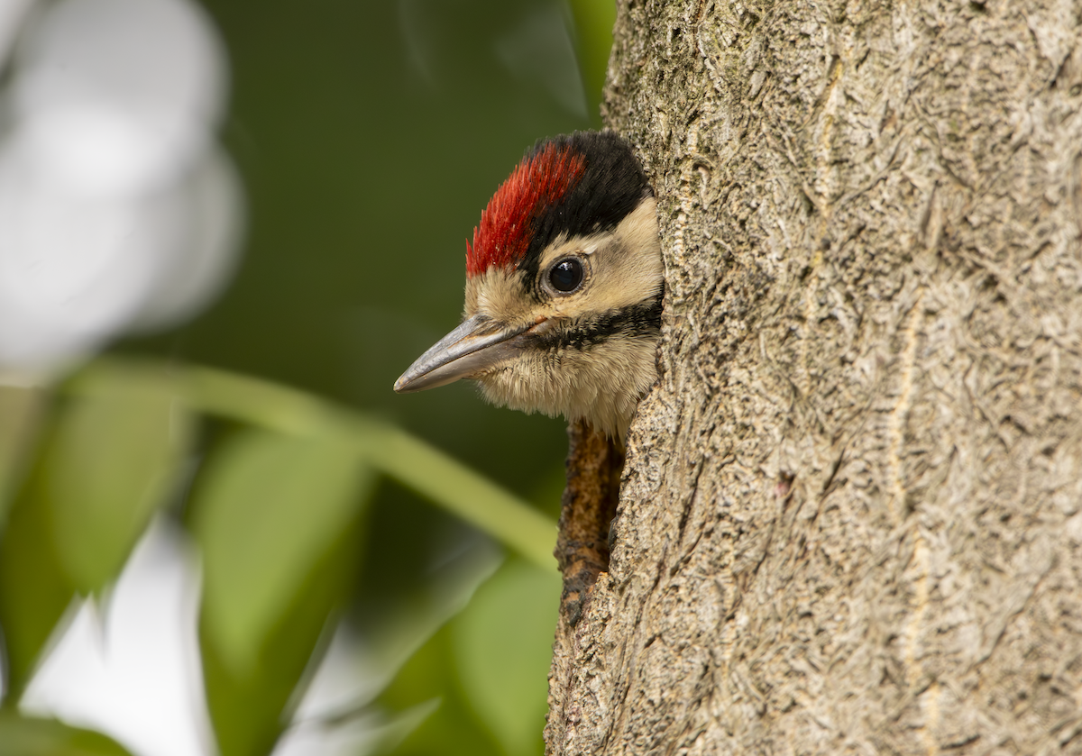 Great Spotted Woodpecker - ML619762564