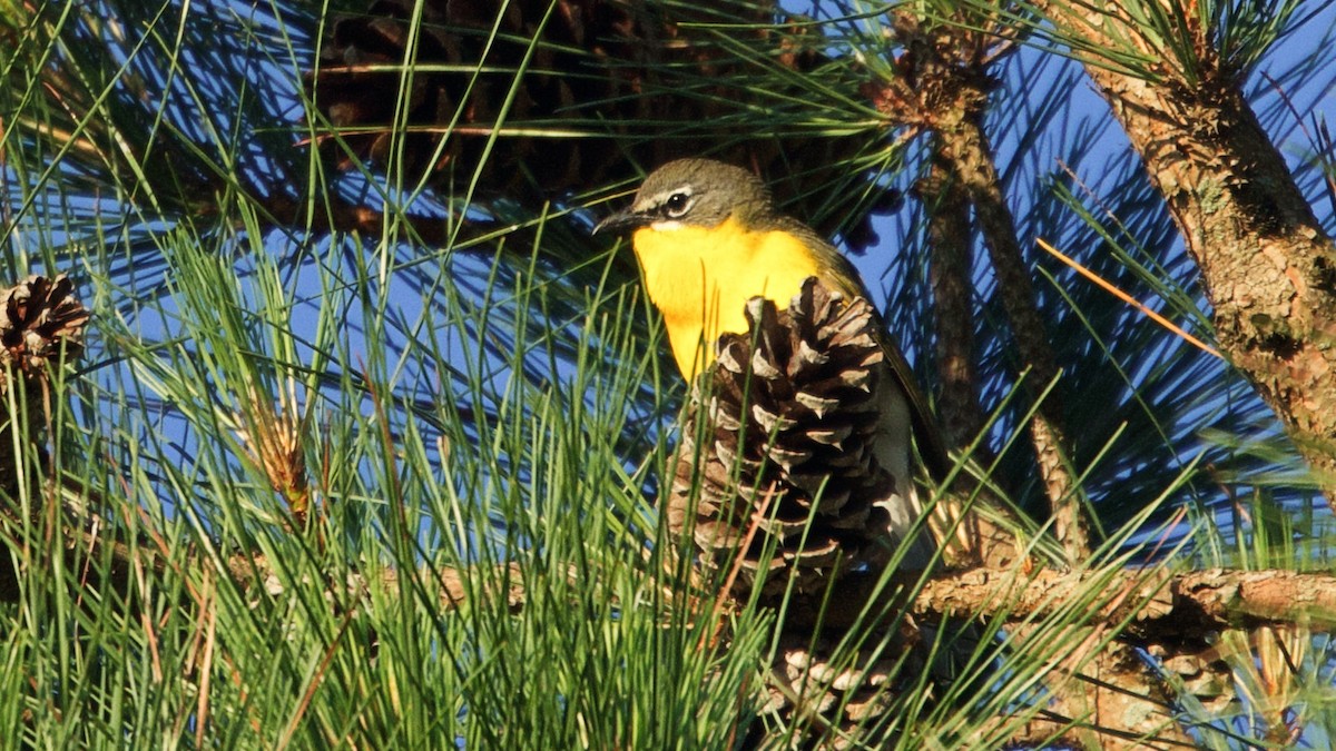 Yellow-breasted Chat - ML619762565