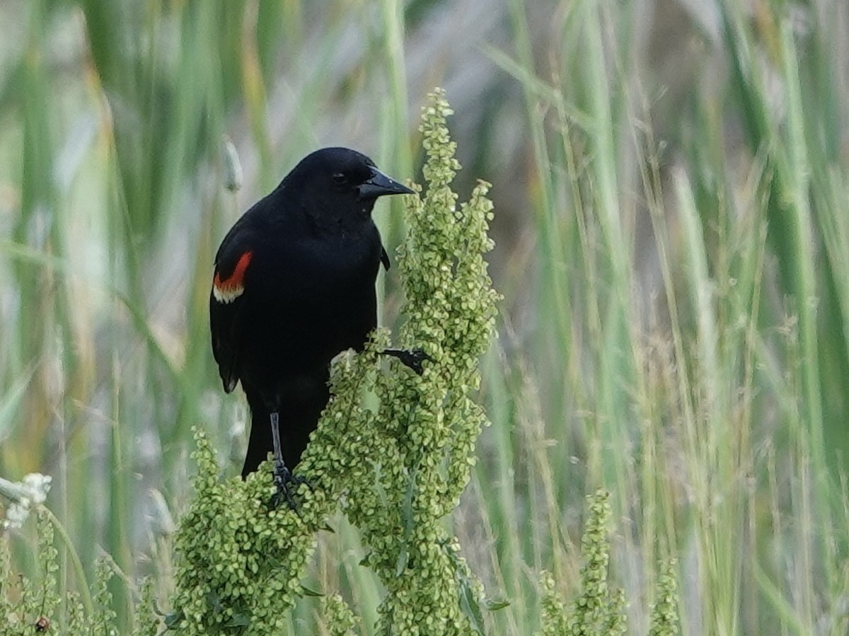 Red-winged Blackbird - ML619762581
