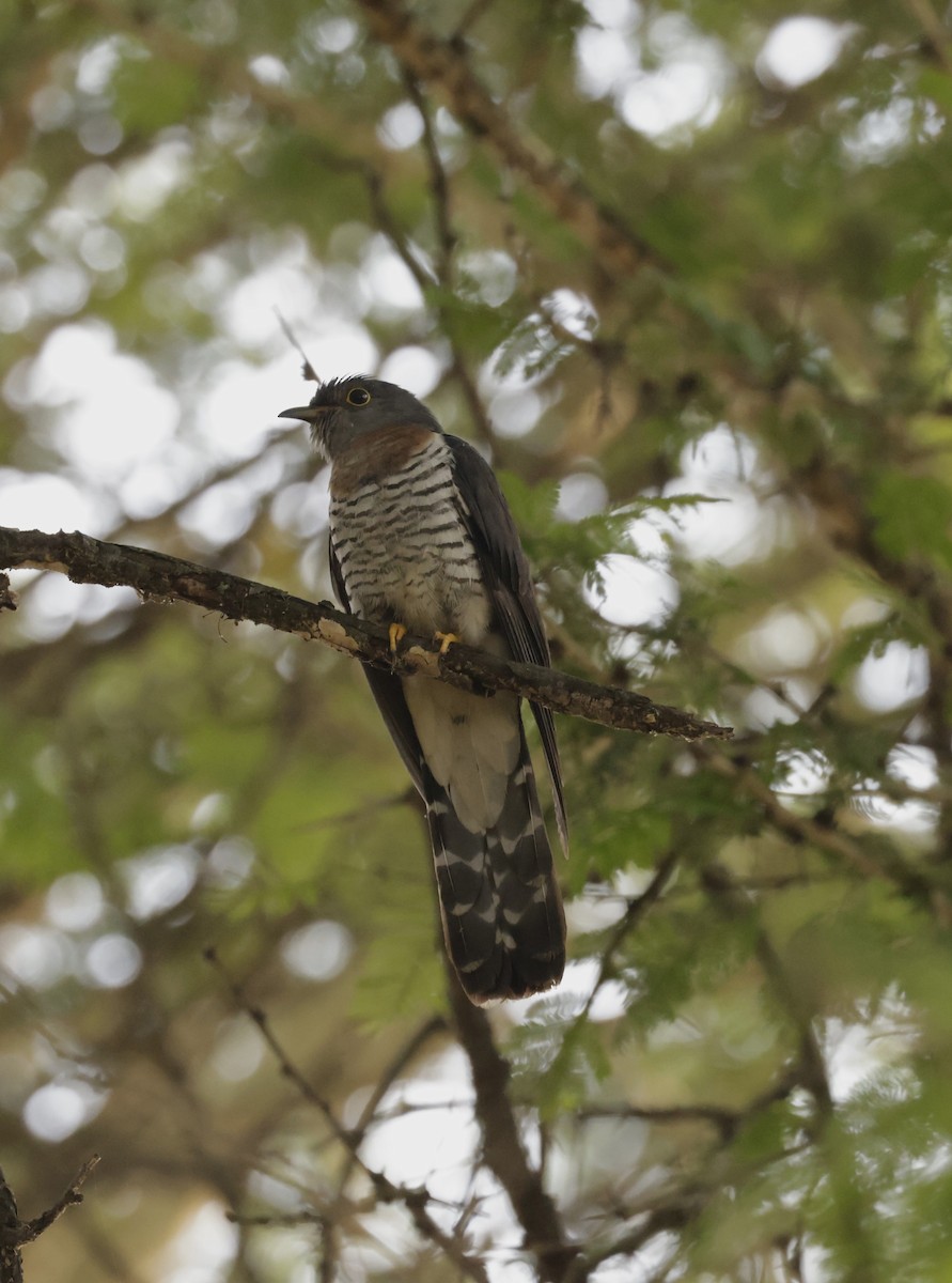 Red-chested Cuckoo - ML619762582