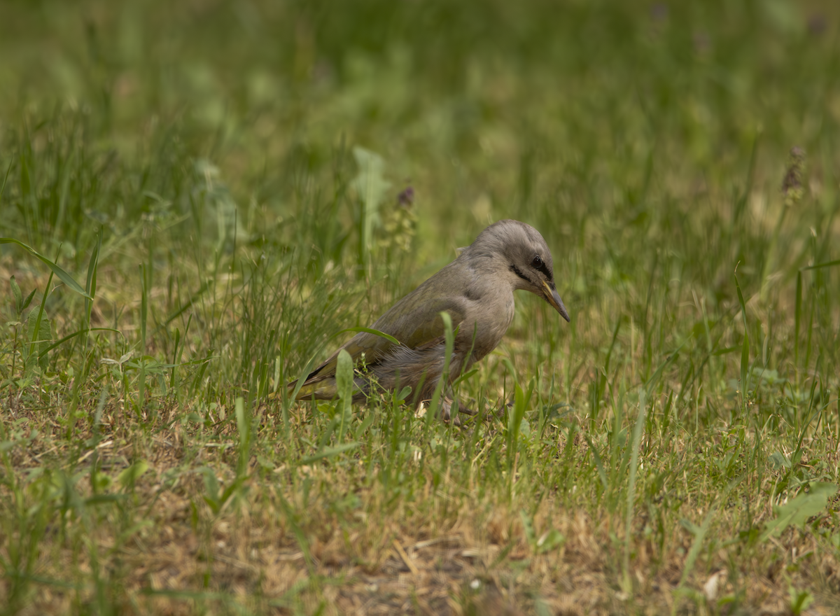 Gray-headed Woodpecker - ML619762616