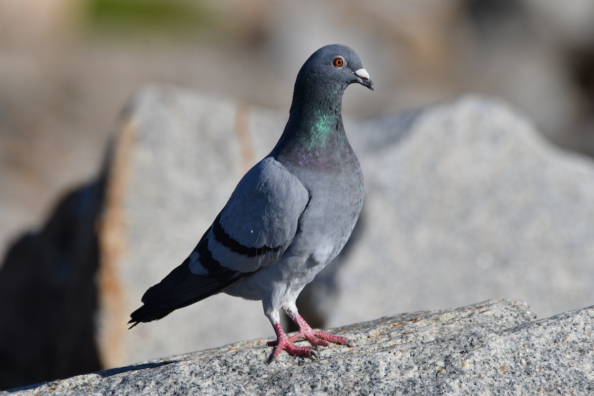 Pigeon biset (forme domestique) - ML619762653