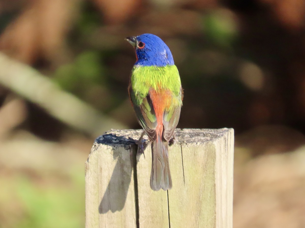 Painted Bunting - ML619762669