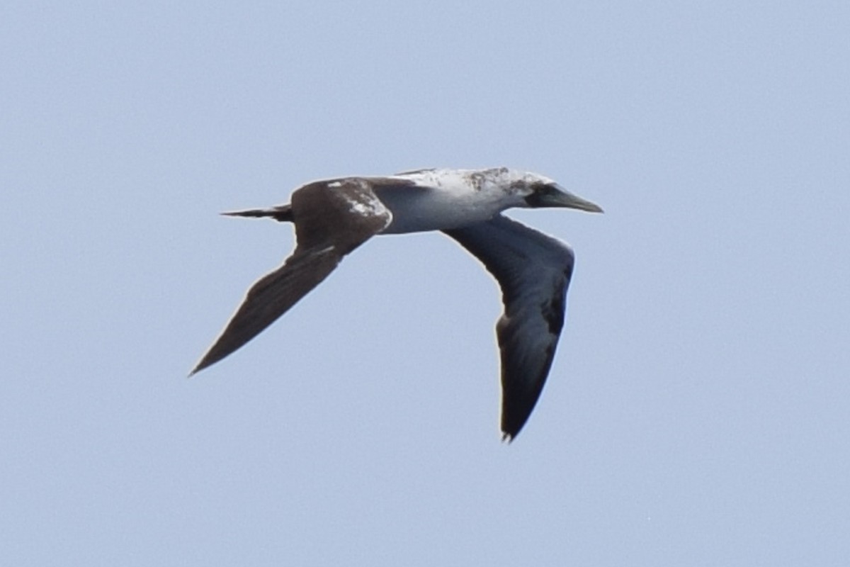 Masked Booby - ML619762685