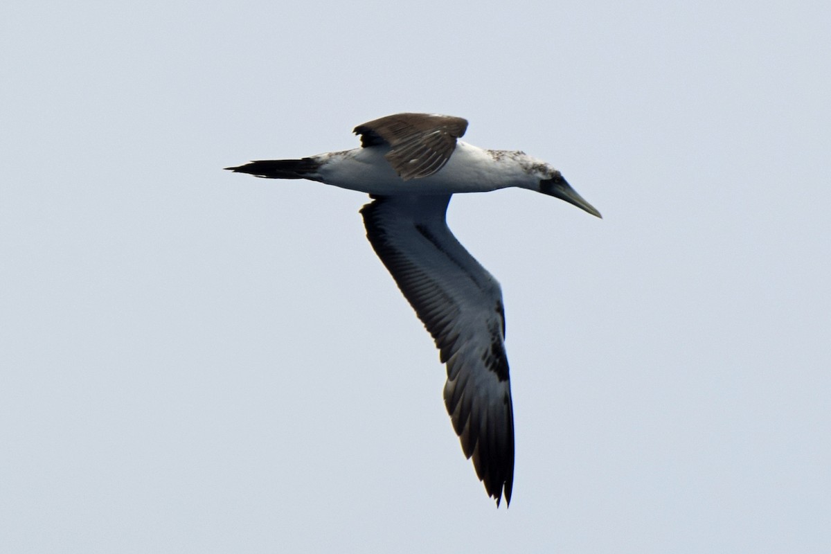 Masked Booby - ML619762686