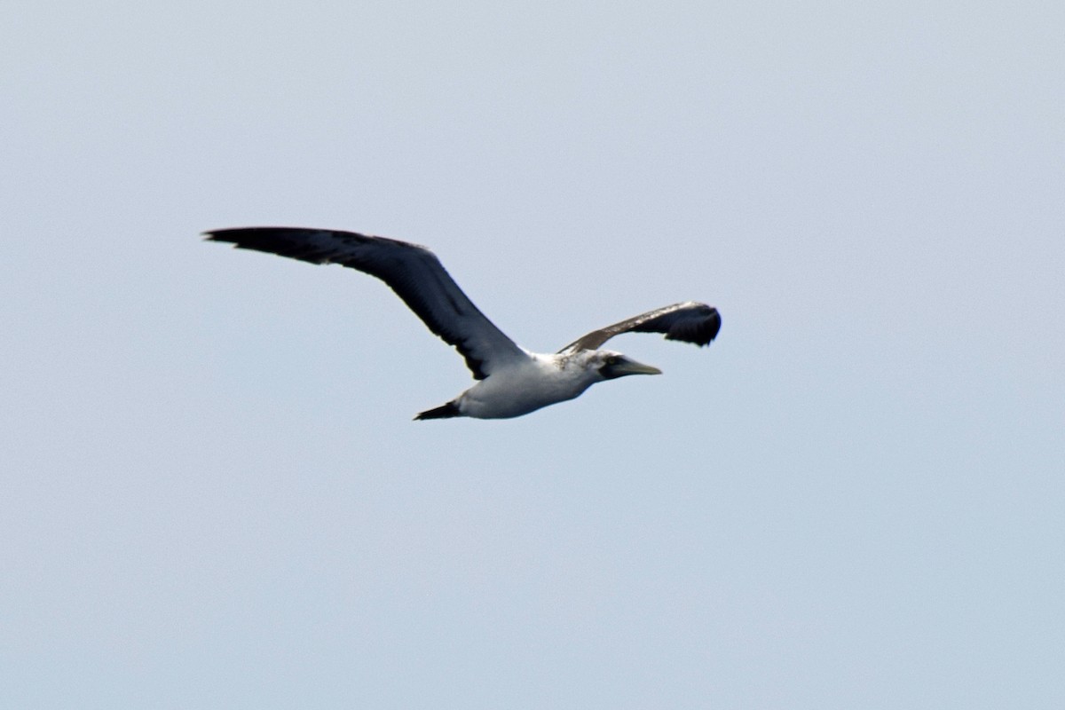 Masked Booby - ML619762687