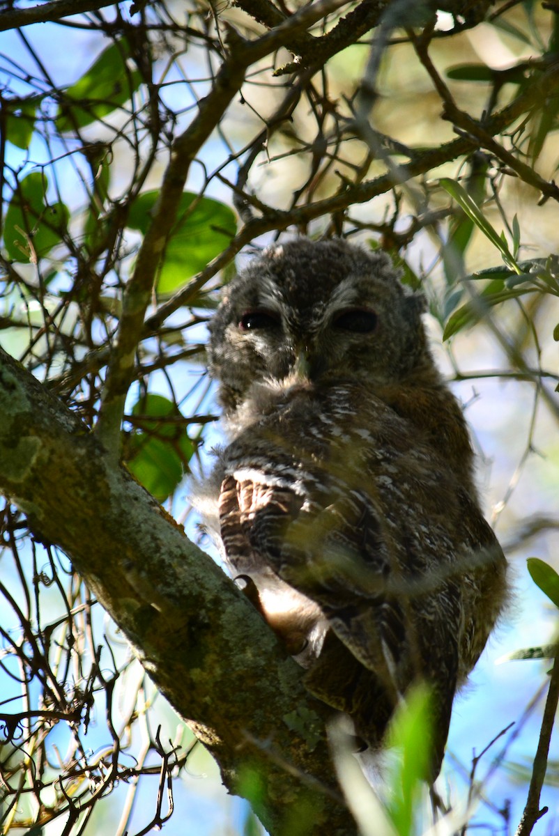 Tawny Owl - ML619762712