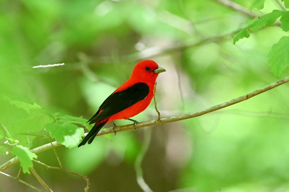 Scarlet Tanager - ML619762716