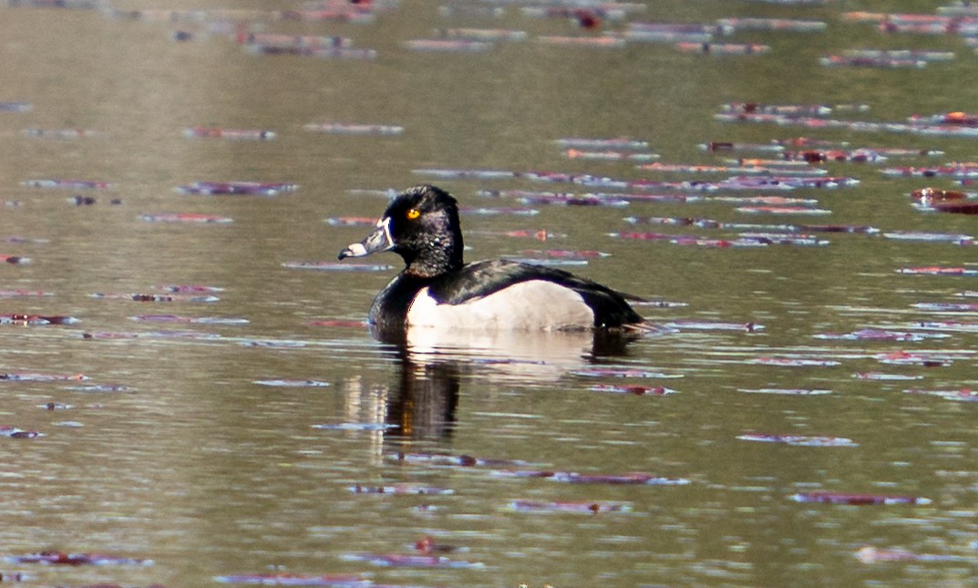 Ring-necked Duck - ML619762750