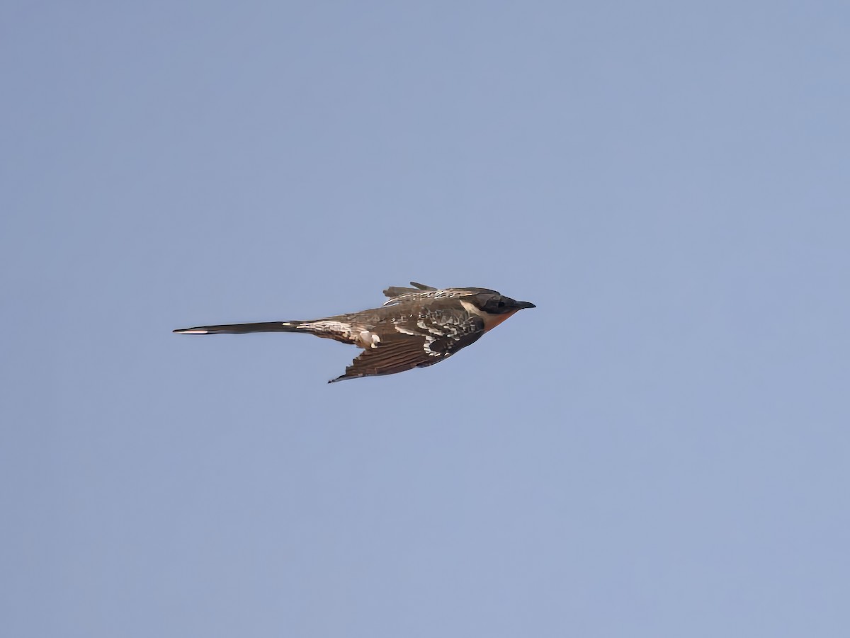Great Spotted Cuckoo - ML619762758